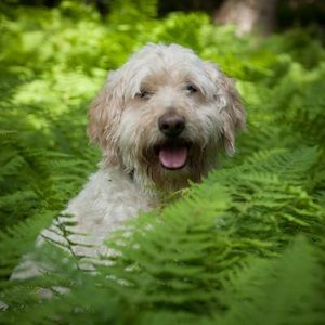 Meet your Posher, Lolie